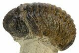Bargain, Morocops Trilobite - Ofaten, Morocco #341312-1